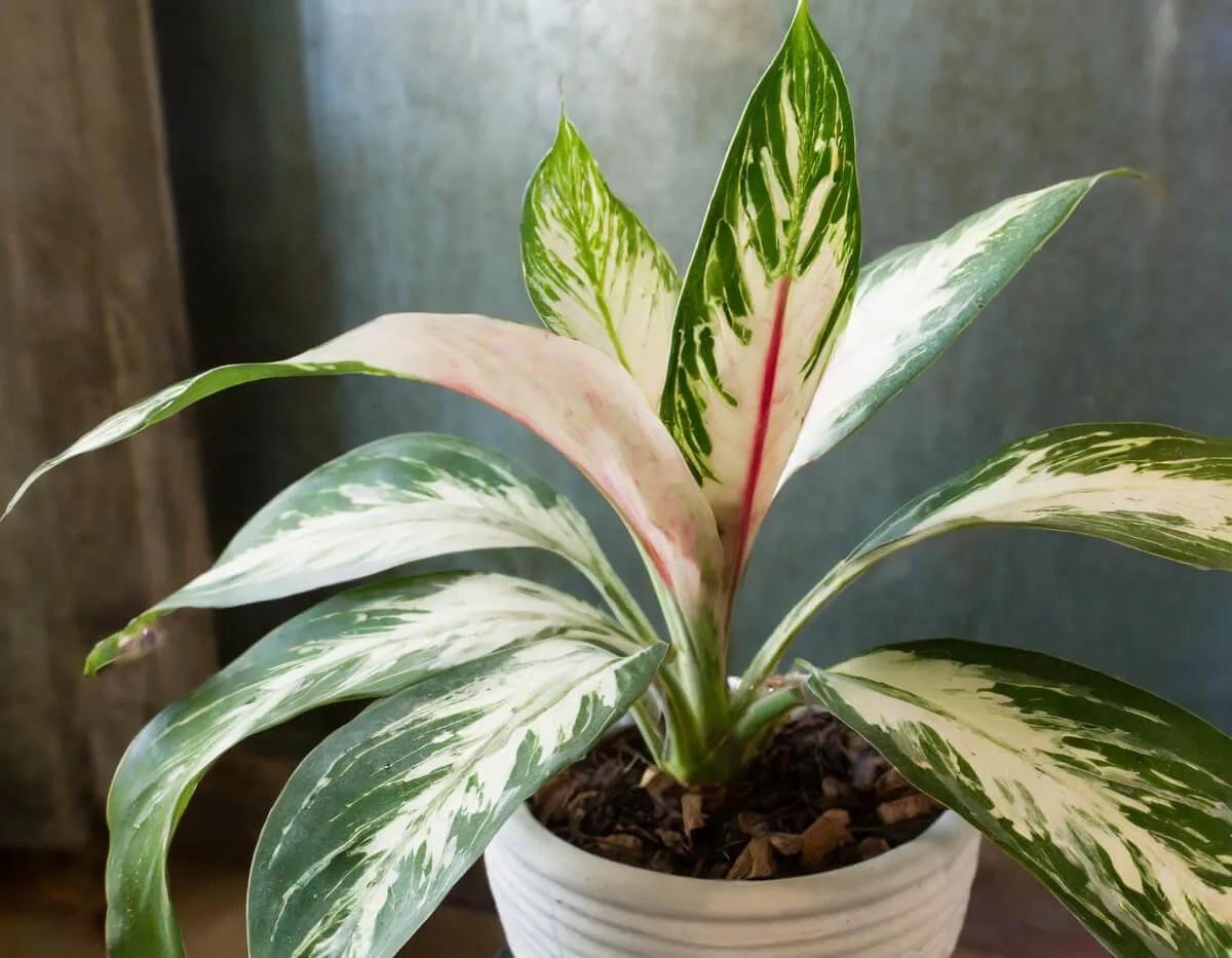 Αγλαόνημα - Chinese Evergreen